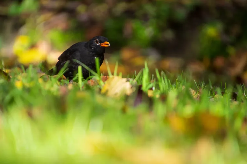 Blackbird, orchard, Penryn. 2018.